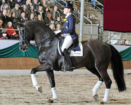 De Niro - Dressage Stallion